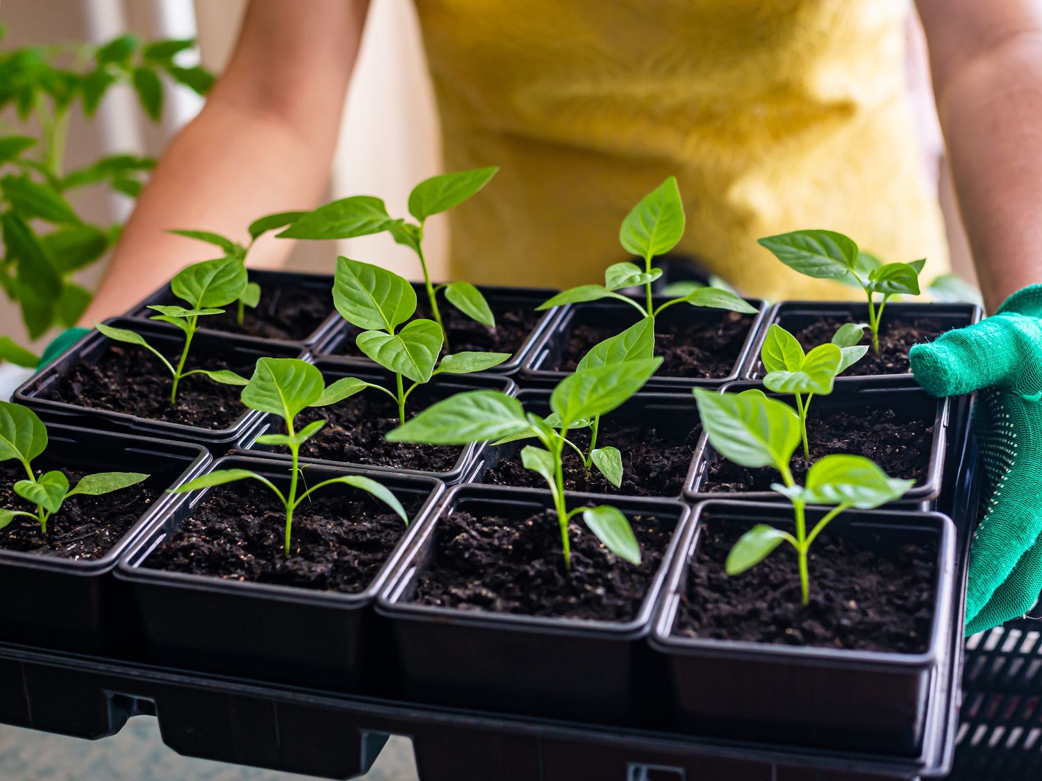 Gardening Class 12:00 pm - Winter Garden Farmers Market