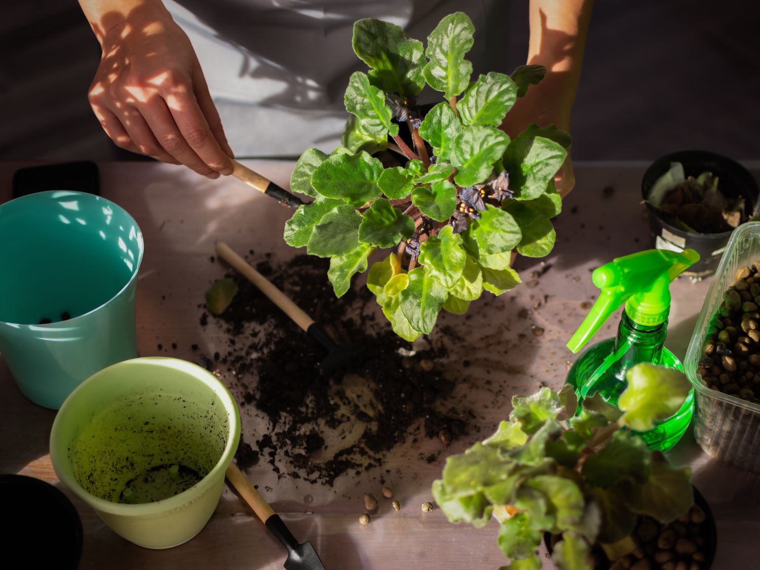 Gardening Class 1:00 pm - Orlando Farmers Market (Lake Eola)