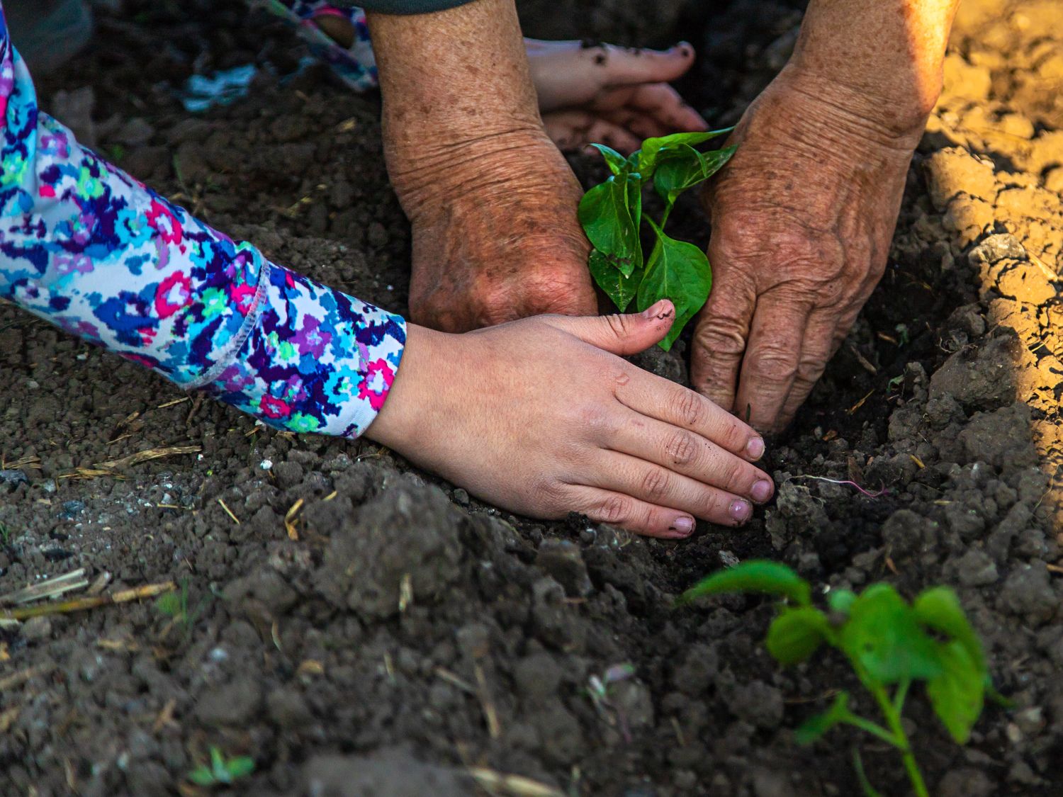Gardening Class 11:00 am - Orlando Farmers Market (Lake Eola)